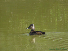 I found this solitary Ring-necked Duck (Aythya collaris) at a stock pond near our camp.