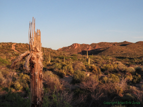 The desert aglow with golden light.