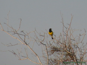 For the second day in a row, the hike started with a Scott's Oriole (Icterus parisorum).