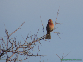 A House Finch (Haemorhous mexicanus) with no house in sight.