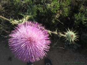 A Mexico Thistle (Cirsium neomexicanum) in bloom.