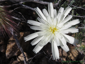A White Tackstem (Calycoseris wrightii) flower on AZT Passage 15.