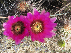Pinkflower Hedgehog Cactus (Echinocereus fasciculatus) were blooming everywhere.