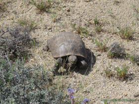 This is the first Sonoran Desert Tortoise (Gopherus morafkai) I've ever seen in the wild.  FINALLY!!!!