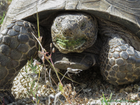 It was awesome to find this Sonoran Desert Tortoise (Gopherus morafkai).
