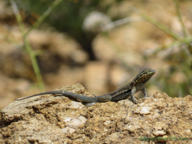 A Common Side-blotched Lizard (Uta stansburiana) on AZT Passage 15.