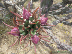 A cholla about to bloom.