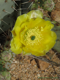 A prickly pear cactus in bloom.