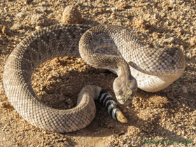 Just one of several very large Western Diamond-backed Rattlesnakes (Crotalus atrox) seen on the road on the way back to the highway and home.