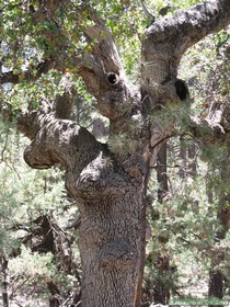A neat old oak tree on Hardscrabble Mesa.