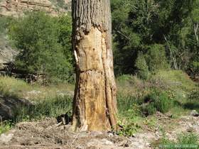 This poor old cottonwood tree got hammered by flood debris.