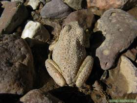 A canyon treefrog (Hyla arenicolor) in Aravaipa Canyon