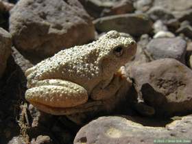 A canyon treefrog (Hyla arenicolor) in Aravaipa Canyon