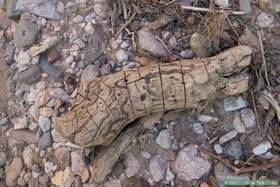 A worm scarred piece of driftwood in Hell Hole Canyon