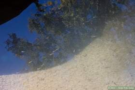 Some fish in a pool in Aravaipa Canyon