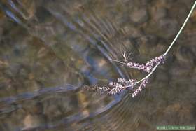 Aravaipa Creek