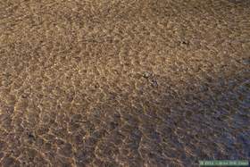 The honey waters of Aravaipa Creek in the afternoon.