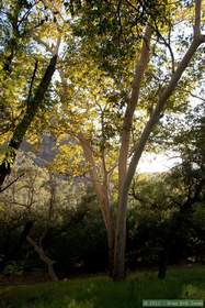 A sycamore tree in Aravaipa Canyon