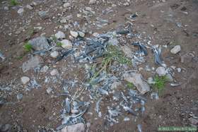 The remains of a dead great blue heron in Aravaipa Canyon