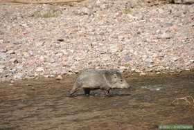 Grandpa Javalina crossing Aravaipa Creek.