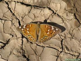 An empress leilia butterfly in Aravaipa Canyon