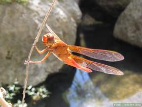 A flame skimmer dragonfly (Libellula saturata) in Virgus Canyon