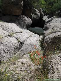 Wildflowers in Virgus Canyon