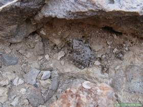 A canyon treefrog (Hyla arenicolor) in Virgus Canyon