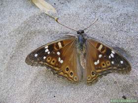 A dead empress leilia butterfly (Asterocampa leilia) in Virgus Canyon