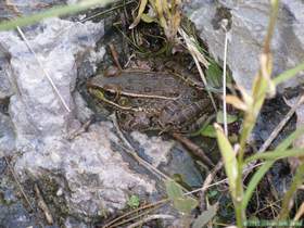 A lowland leopard frog (Rana yavapaiensis) in Horse Camp Canyon
