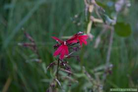 A cardinal flower (Lobelia cardinalis) in Horse Camp Canyon