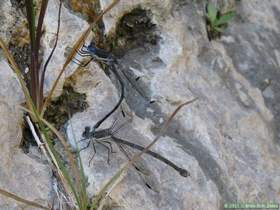 A pair of great spreadwing dragonflies (Archilestes grandis) in Horse Camp Canyon
