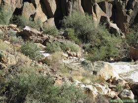 A bighorn (Ovis canadensis) in Horse Camp Canyon