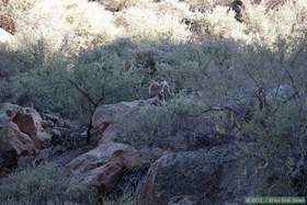 The bighorn (Ovis canadensis) in Horse Camp Canyon told me he was willing to wait me out by laying down.