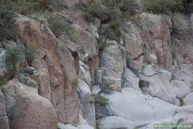 A bighorn (Ovis canadensis) coming down to drink in Horse Camp Canyon