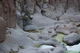 A bighorn (Ovis canadensis) coming down to drink in Horse Camp Canyon