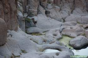 A bighorn (Ovis canadensis) coming down to drink in Horse Camp Canyon