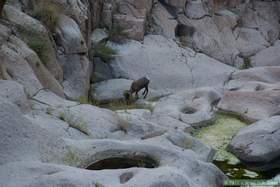 A bighorn (Ovis canadensis) taking a drink in Horse Camp Canyon