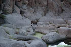 A bighorn (Ovis canadensis) in Horse Camp Canyon