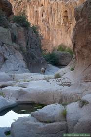 A bighorn (Ovis canadensis) in Horse Camp Canyon