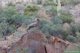 A bighorn (Ovis canadensis) in Horse Camp Canyon