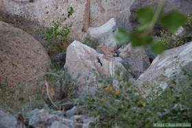 A ground squirrel in Horse Camp Canyon taking on the posture of a big horn sheep.