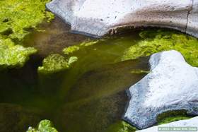 An algae waterfall in a pool in Horse Camp Canyon