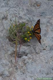 A monarch butterfly (Danaus plexippus) in Horse Camp Canyon