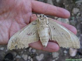 A huge western poplar sphinx moth (Pachysphinx occidentalis) in Aravaipa Canyon