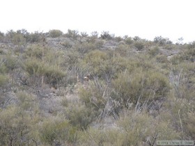 Two deer we saw while hiking the Arizona Trail, Passage 8