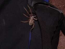 a HUGE spider on my backpack.  It's a good thing I love spiders!