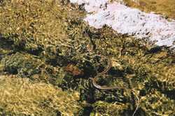 A Blackneck Garter Snake (Thamnophis cyrtopsis)