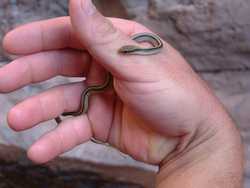 A Western Patch-nosed Snake (Salvadora hexalepis deserticola)