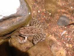 Lowland Leopard Frog (Rana yavapaiensis).